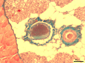 
   
    Figure 10 : Coupe de glande mammaire de rat d'épaisseur 14 µm, colorée ; microscope équipé d'un objectif x10 
   
  