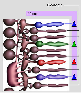 
   
    Figure 3 : Structure schématique des cellules nerveuses de la rétine
   
  