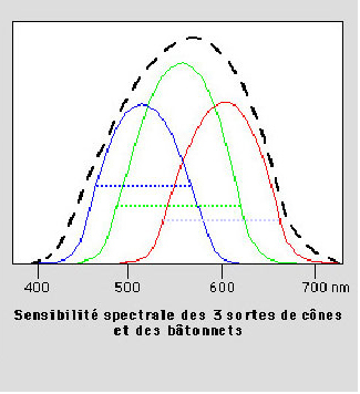 
   
    Figure 4 : Courbe de sensibilité spectrale des cônes rétiniens (en tirets noirs la courbe de sensibilité spectrale moyenne de l'oeil)
   
  